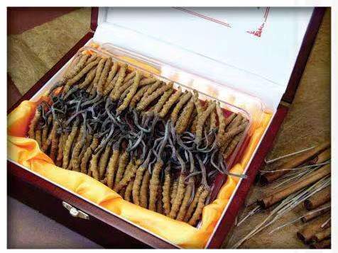 康马冬虫夏草回收